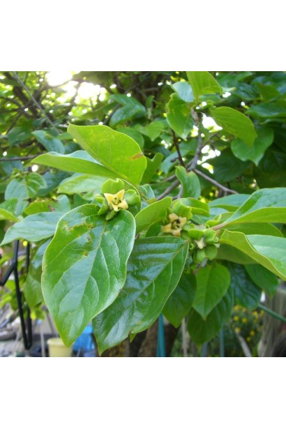 Хурма для центральної України